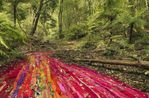 Drapery and wattle by Rosemary Laing contemporary artwork Photography