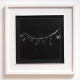 Gingko biloba by Joyce Campbell contemporary artwork photography