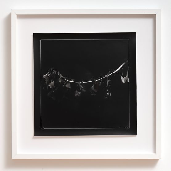 Gingko biloba by Joyce Campbell contemporary artwork Photography