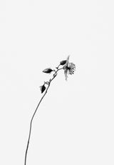 Helianthemum nummularium Gemeines Sonnenroschen by Peter Mathis contemporary artwork photography print
