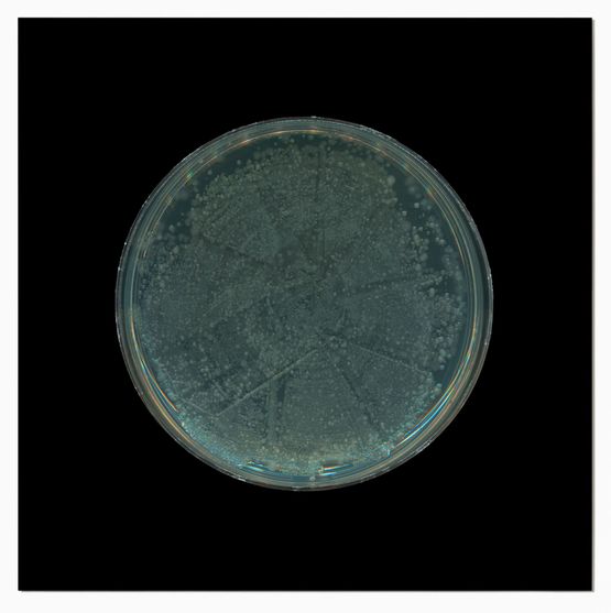 Archive of Dust British Museum Room 18 no.9 by Dane Mitchell contemporary artwork Print