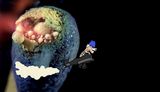 Tripasso in Wackyland by TV Moore contemporary artwork moving image
