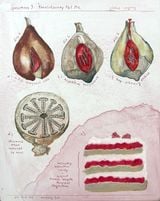 Specimen No. 3 Punxsutawney Phil Cake by Bianca Kennedy contemporary artwork drawing