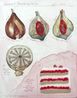 Specimen No. 3 Punxsutawney Phil Cake by Bianca Kennedy contemporary artwork Drawing