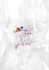 Urpflanze II no. 6 by Aljoscha contemporary artwork painting works on paper