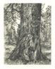 After Constables Elm by Lucian Freud contemporary artwork Print