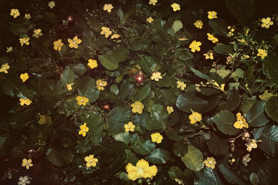 Pink Star by Robert Zhao Renhui contemporary artwork Painting