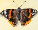 Butterfly June 12th by Claudia Keep contemporary artwork Painting