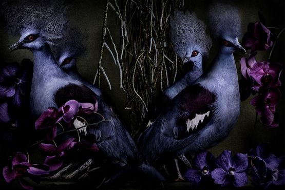 Goura cristata Brazil by Mario Testino contemporary artwork Photography