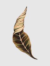 Leaf Series The Comforter by Faith Wilding contemporary artwork painting