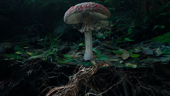 Poetics of Soil Fly Agaric I by Marshmallow Laser Feast contemporary artwork Moving Image