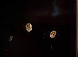 Space junk Passionfruit by Alicia Frankovich contemporary artwork photography