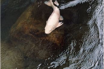 Jitka Hanzlova contemporary artist