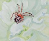 Arabesque Orb Weaver by Claudia Keep contemporary artwork painting
