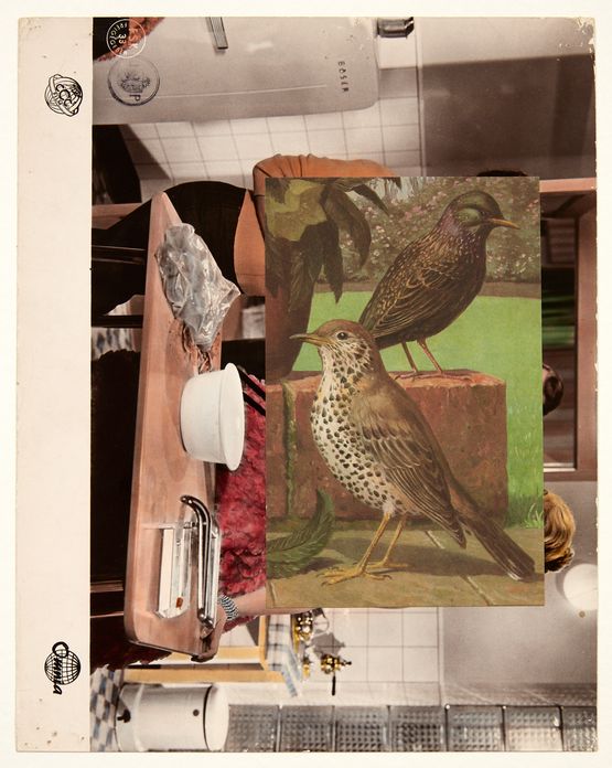 Aviary I by John Stezaker contemporary artwork Mixed Media