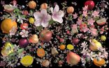 Still-Life 1 by Jennifer Steinkamp contemporary artwork Installation