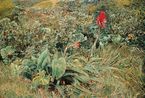 Bromelia Guadeloupe by Franz Gertsch contemporary artwork Painting