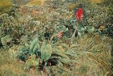 Bromelia Guadeloupe by Franz Gertsch contemporary artwork painting