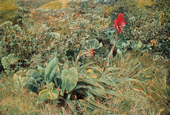 Bromelia Guadeloupe by Franz Gertsch contemporary artwork Painting