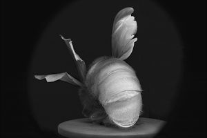 Anne Noble