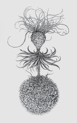 Aster by Angela Su contemporary artwork drawing moving image painting works on paper