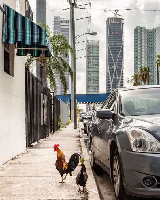 Chickens Donwntown Miami by Anastasia Samoylova contemporary artwork Photography