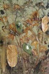 Untitled by Aida Mahmudova contemporary artwork mixed media