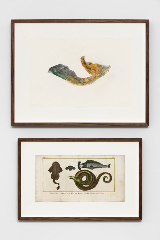 Untitled SomaliaLAnge de mer LHydre ou Serpent Marin Le Marteau La Tete du Marteau separee du Corps by Anri Sala contemporary artwork Works on Paper
