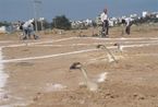 Planting Geese No.3 by Zheng Guogu contemporary artwork Photography