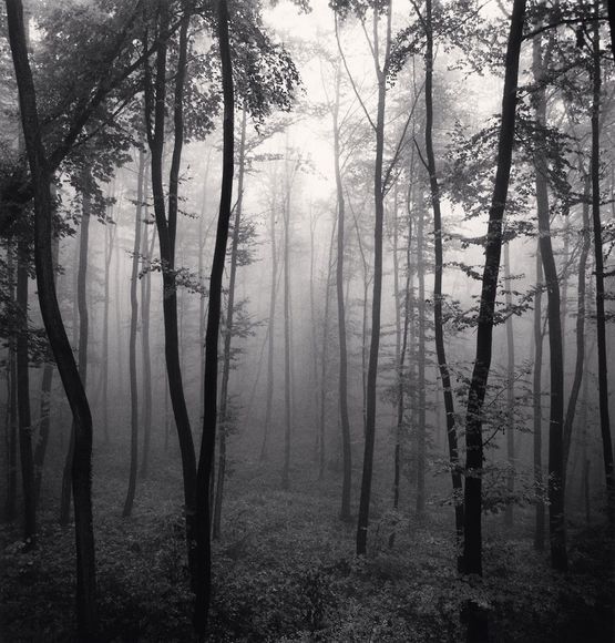 Jura Forest Dornach Switzerland by Michael Kenna contemporary artwork Photography