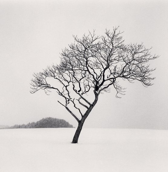 Blackstone Hill Tree Hokkaido Japan by Michael Kenna contemporary artwork Photography