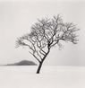 Blackstone Hill Tree Hokkaido Japan by Michael Kenna contemporary artwork Photography