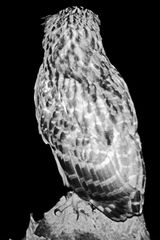 Buffy Fish Owl of the Drain by Robert Zhao Renhui contemporary artwork photography sculpture