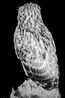 Buffy Fish Owl of the Drain by Robert Zhao Renhui contemporary artwork Sculpture