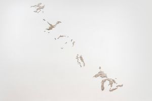 Maya Lin