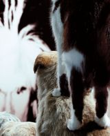 Fur by Louise Lawler contemporary artwork photography