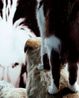 Fur by Louise Lawler contemporary artwork Photography