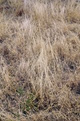Tang Mausoleum Long grass 04 by Feng Yan contemporary artwork photography