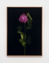 Venetian Rose XIX by Eric Baudelaire contemporary artwork photography print