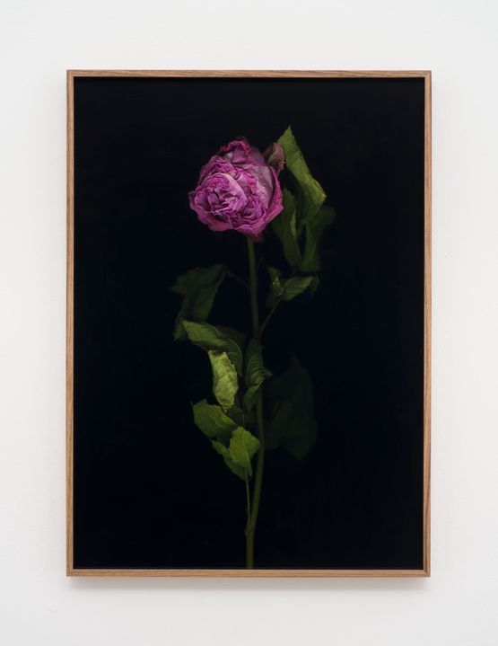 Venetian Rose XIX by Eric Baudelaire contemporary artwork Photography