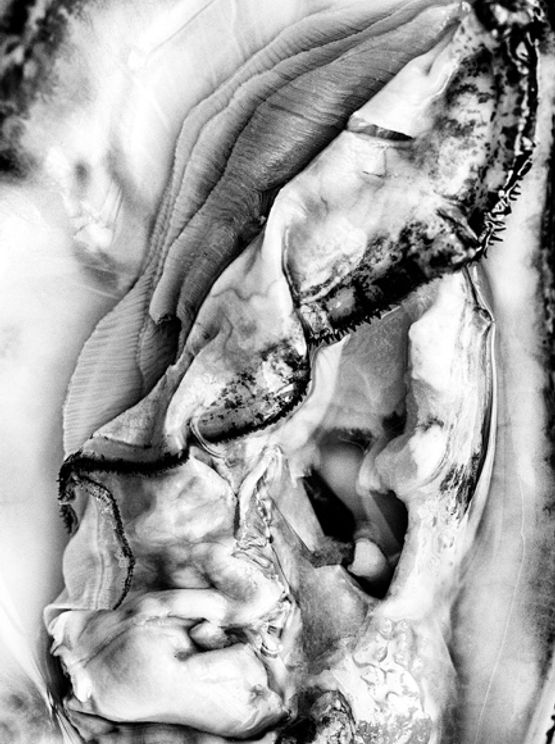 Hermaphrodite 5 by Pola Sieverding contemporary artwork Works on Paper