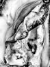 Hermaphrodite 5 by Pola Sieverding contemporary artwork Works on Paper