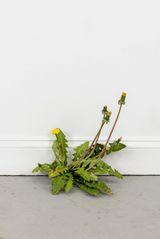 Weed 771 by Tony Matelli contemporary artwork sculpture