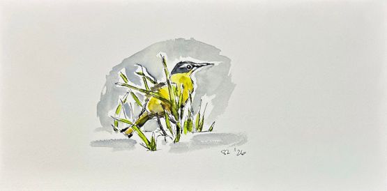 Gray Wagtail by Summer Mei-Ling Lee contemporary artwork Works on Paper