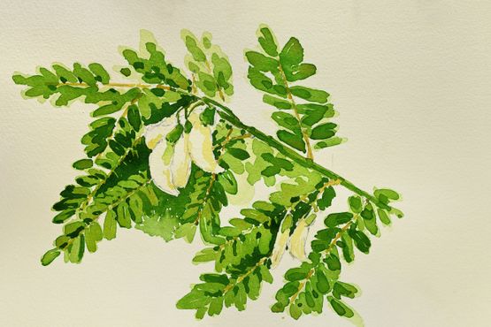 Bok Phool by Rathin Barman contemporary artwork Works on Paper
