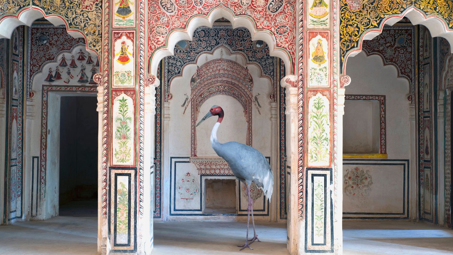 KAREN KNORR