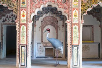 Karen Knorr contemporary artist