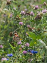 Painted Lady Butterfly on Clover Italy by Lucas Foglia contemporary artwork print