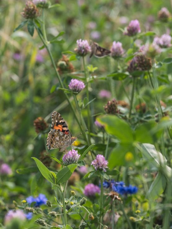 Painted Lady Butterfly on Clover Italy by Lucas Foglia contemporary artwork Print