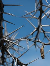 Painted Lady Chrysalis Hanging from an Acacia Kenya by Lucas Foglia contemporary artwork print
